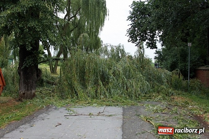 Zdjęcie w galerii na portalu naszraciborz.pl: W Wojnowicach ucierpiał zabytkowy park wiadomości z regionu