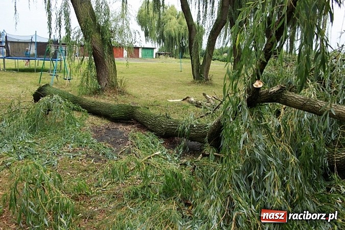 Zdjęcie w galerii na portalu naszraciborz.pl: W Wojnowicach ucierpiał zabytkowy park wiadomości z regionu
