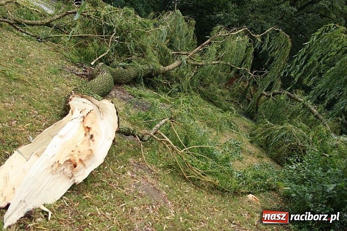 Zdjęcie w galerii na portalu naszraciborz.pl: W Wojnowicach ucierpiał zabytkowy park wiadomości z regionu