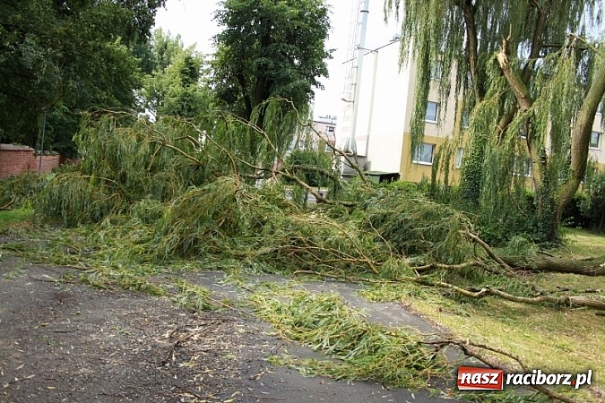Zdjęcie w galerii na portalu naszraciborz.pl: W Wojnowicach ucierpiał zabytkowy park wiadomości z regionu