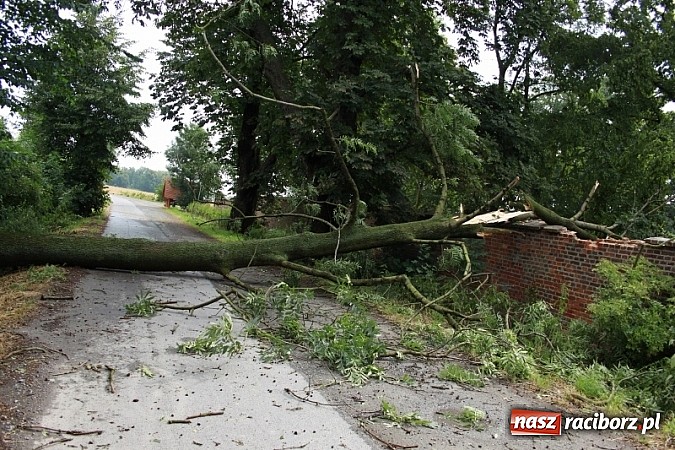 Zdjęcie w galerii na portalu naszraciborz.pl: W Wojnowicach ucierpiał zabytkowy park wiadomości z regionu
