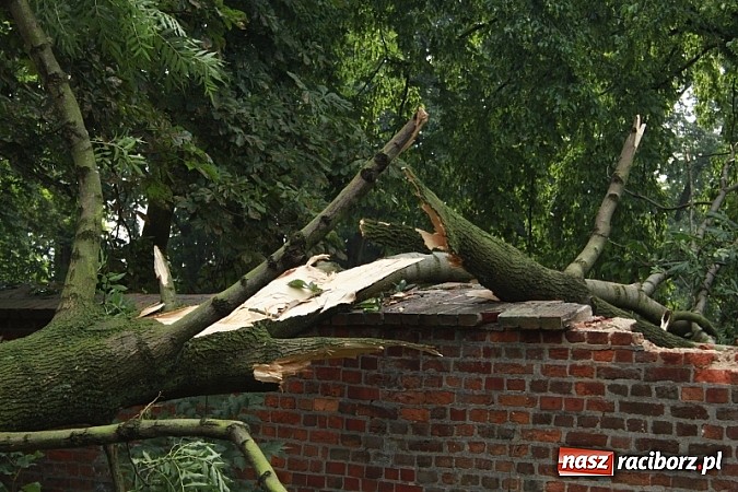 Zdjęcie w galerii na portalu naszraciborz.pl: W Wojnowicach ucierpiał zabytkowy park wiadomości z regionu