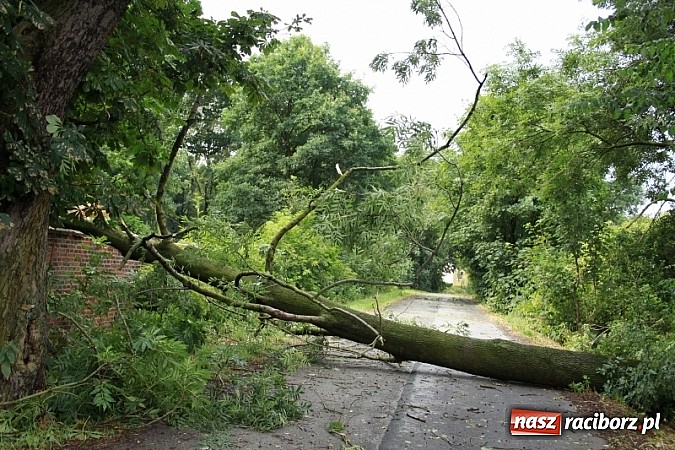 Zdjęcie w galerii na portalu naszraciborz.pl: W Wojnowicach ucierpiał zabytkowy park wiadomości z regionu