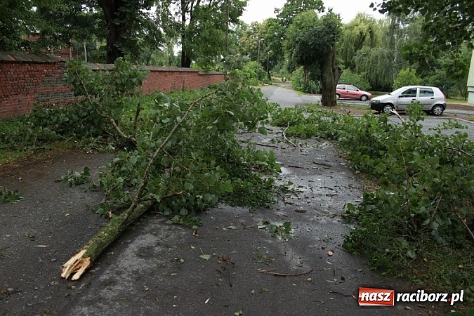 Zdjęcie w galerii na portalu naszraciborz.pl: W Wojnowicach ucierpiał zabytkowy park wiadomości z regionu