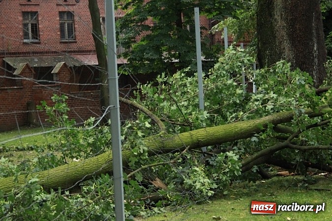 Zdjęcie w galerii na portalu naszraciborz.pl: W Wojnowicach ucierpiał zabytkowy park wiadomości z regionu