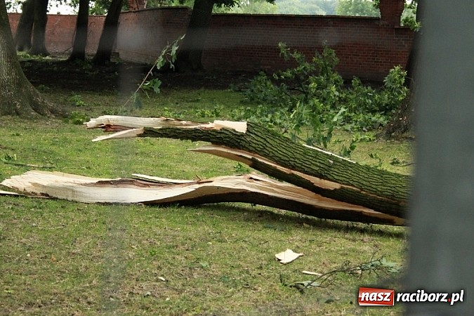 Zdjęcie w galerii na portalu naszraciborz.pl: W Wojnowicach ucierpiał zabytkowy park wiadomości z regionu