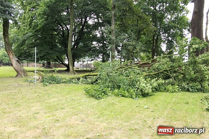 Zdjęcie w galerii na portalu naszraciborz.pl: W Wojnowicach ucierpiał zabytkowy park wiadomości z regionu