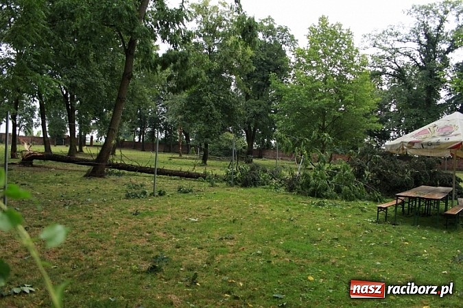 Zdjęcie w galerii na portalu naszraciborz.pl: W Wojnowicach ucierpiał zabytkowy park wiadomości z regionu