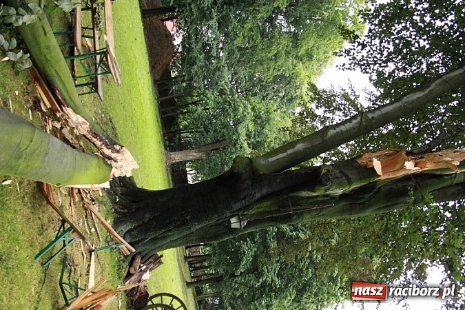 Zdjęcie w galerii na portalu naszraciborz.pl: W Wojnowicach ucierpiał zabytkowy park wiadomości z regionu