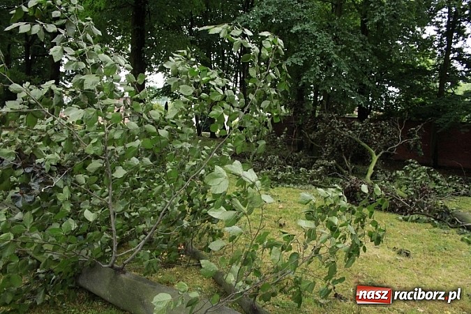 Zdjęcie w galerii na portalu naszraciborz.pl: W Wojnowicach ucierpiał zabytkowy park wiadomości z regionu