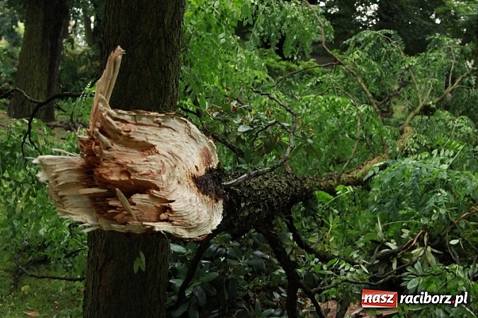 Zdjęcie w galerii na portalu naszraciborz.pl: W Wojnowicach ucierpiał zabytkowy park wiadomości z regionu