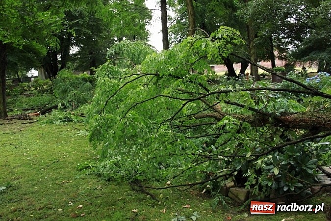 Zdjęcie w galerii na portalu naszraciborz.pl: W Wojnowicach ucierpiał zabytkowy park wiadomości z regionu