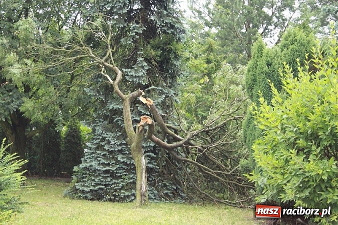 Zdjęcie w galerii na portalu naszraciborz.pl: W Wojnowicach ucierpiał zabytkowy park wiadomości z regionu