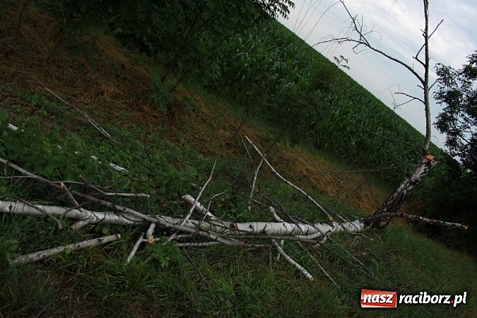 Zdjęcie w galerii na portalu naszraciborz.pl: W Wojnowicach ucierpiał zabytkowy park wiadomości z regionu