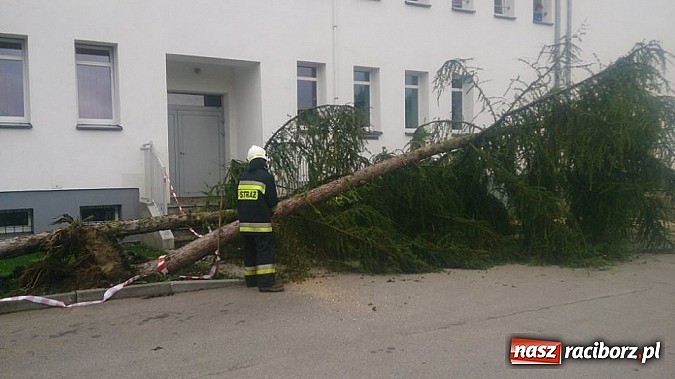 Zdjęcie w galerii na portalu naszraciborz.pl: Skutki porannej nawałnicy w Kuźni Raciborskiej wiadomości z regionu