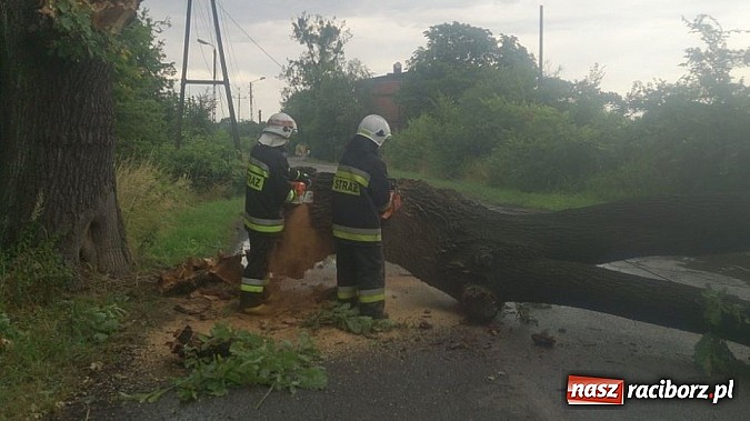 Zdjęcie w galerii na portalu naszraciborz.pl: Skutki porannej nawałnicy w Kuźni Raciborskiej wiadomości z regionu