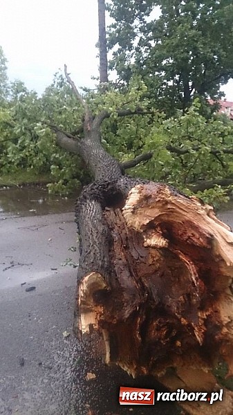 Zdjęcie w galerii na portalu naszraciborz.pl: Skutki porannej nawałnicy w Kuźni Raciborskiej wiadomości z regionu