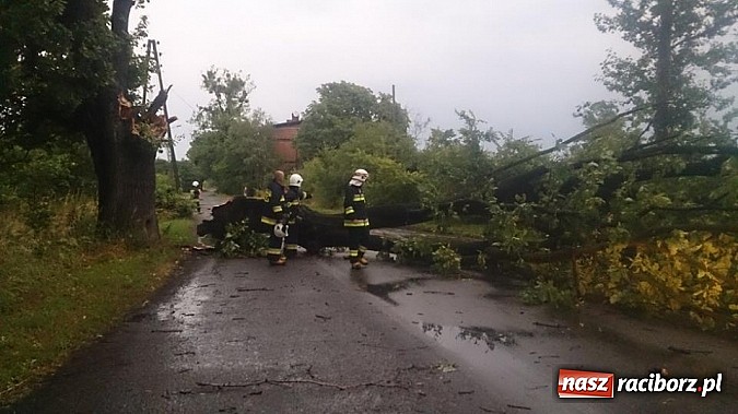 Zdjęcie w galerii na portalu naszraciborz.pl: Skutki porannej nawałnicy w Kuźni Raciborskiej wiadomości z regionu