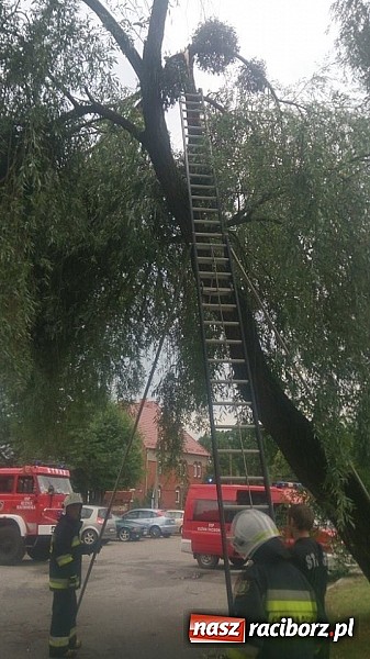 Zdjęcie w galerii na portalu naszraciborz.pl: Skutki porannej nawałnicy w Kuźni Raciborskiej wiadomości z regionu