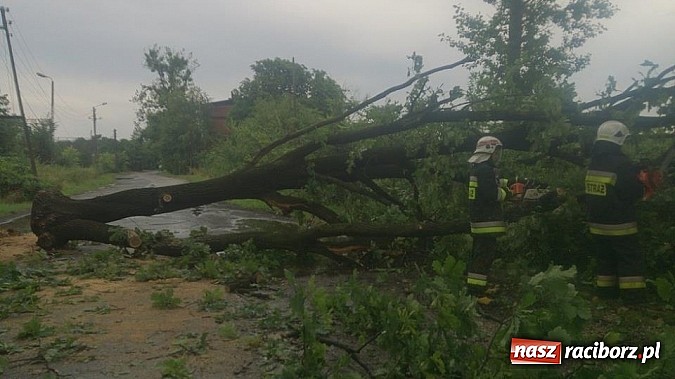 Zdjęcie w galerii na portalu naszraciborz.pl: Skutki porannej nawałnicy w Kuźni Raciborskiej wiadomości z regionu