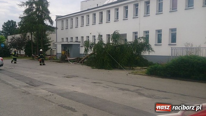 Zdjęcie w galerii na portalu naszraciborz.pl: Skutki porannej nawałnicy w Kuźni Raciborskiej wiadomości z regionu