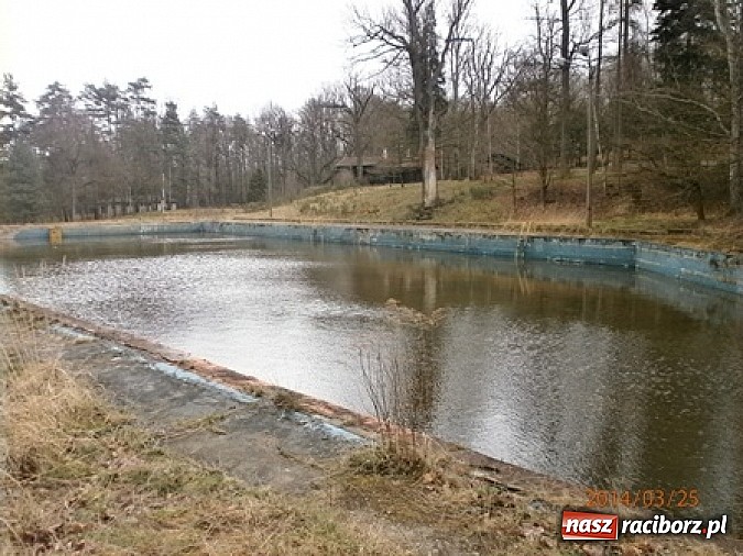 Zdjęcie w galerii na portalu naszraciborz.pl: Program ochrony płaz&oacute;w w ZPKWŚ w Oddziale w Rudach wiadomości z regionu