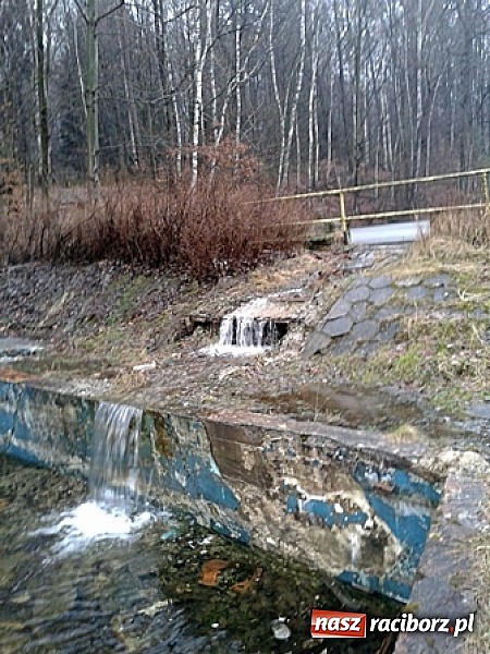 Zdjęcie w galerii na portalu naszraciborz.pl: Program ochrony płaz&oacute;w w ZPKWŚ w Oddziale w Rudach wiadomości z regionu