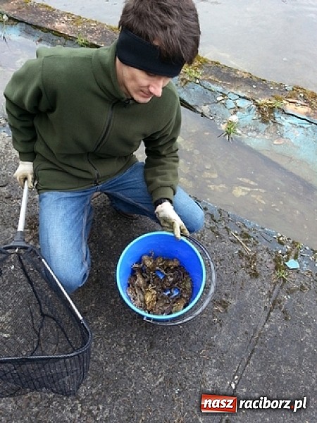 Zdjęcie w galerii na portalu naszraciborz.pl: Program ochrony płaz&oacute;w w ZPKWŚ w Oddziale w Rudach wiadomości z regionu