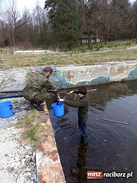 Zdjęcie w galerii na portalu naszraciborz.pl: Program ochrony płaz&oacute;w w ZPKWŚ w Oddziale w Rudach wiadomości z regionu