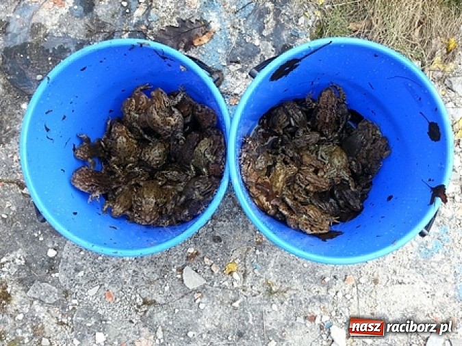 Zdjęcie w galerii na portalu naszraciborz.pl: Program ochrony płaz&oacute;w w ZPKWŚ w Oddziale w Rudach wiadomości z regionu