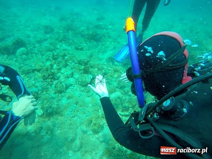 Zdjęcie w galerii na portalu naszraciborz.pl: Przygotuj się do przygody życia - kolejne kursy z Blue Diving na horyzoncie! wiadomości z regionu