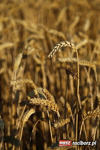 Zdjęcie w galerii na portalu naszraciborz.pl: Zobacz, jak pięknie zachodziło wczoraj słońce nad ocickimi polami wiadomości z regionu