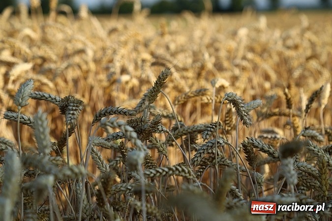 Zdjęcie w galerii na portalu naszraciborz.pl: Zobacz, jak pięknie zachodziło wczoraj słońce nad ocickimi polami wiadomości z regionu