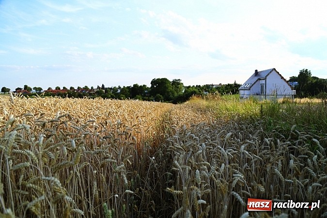Zdjęcie w galerii na portalu naszraciborz.pl: Zobacz, jak pięknie zachodziło wczoraj słońce nad ocickimi polami wiadomości z regionu