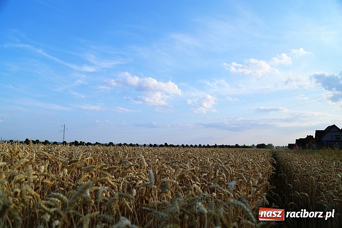 Zdjęcie w galerii na portalu naszraciborz.pl: Zobacz, jak pięknie zachodziło wczoraj słońce nad ocickimi polami wiadomości z regionu