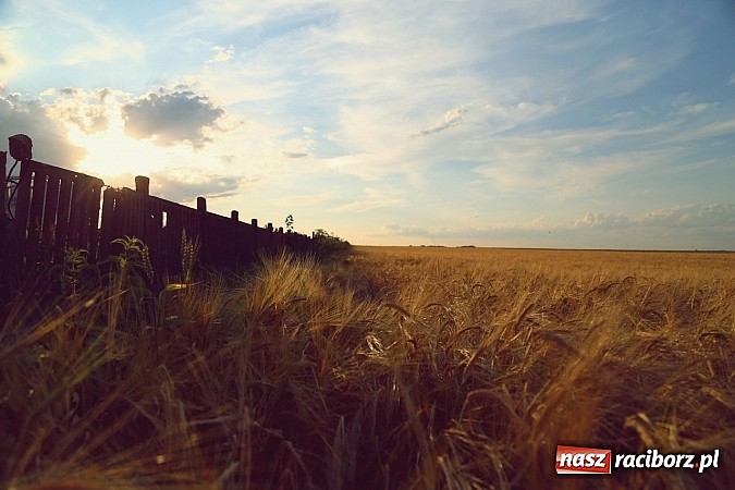 Zdjęcie w galerii na portalu naszraciborz.pl: Zobacz, jak pięknie zachodziło wczoraj słońce nad ocickimi polami wiadomości z regionu