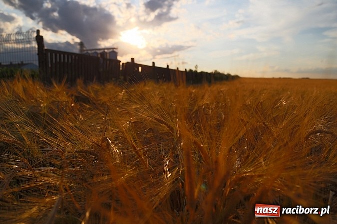 Zdjęcie w galerii na portalu naszraciborz.pl: Zobacz, jak pięknie zachodziło wczoraj słońce nad ocickimi polami wiadomości z regionu