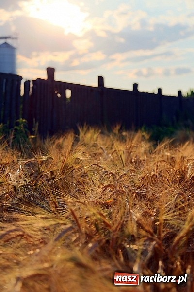 Zdjęcie w galerii na portalu naszraciborz.pl: Zobacz, jak pięknie zachodziło wczoraj słońce nad ocickimi polami wiadomości z regionu