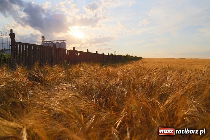 Zdjęcie w galerii na portalu naszraciborz.pl: Zobacz, jak pięknie zachodziło wczoraj słońce nad ocickimi polami wiadomości z regionu