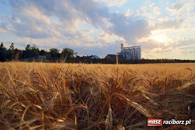 Zdjęcie w galerii na portalu naszraciborz.pl: Zobacz, jak pięknie zachodziło wczoraj słońce nad ocickimi polami wiadomości z regionu