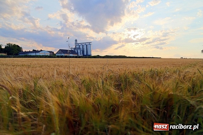 Zdjęcie w galerii na portalu naszraciborz.pl: Zobacz, jak pięknie zachodziło wczoraj słońce nad ocickimi polami wiadomości z regionu