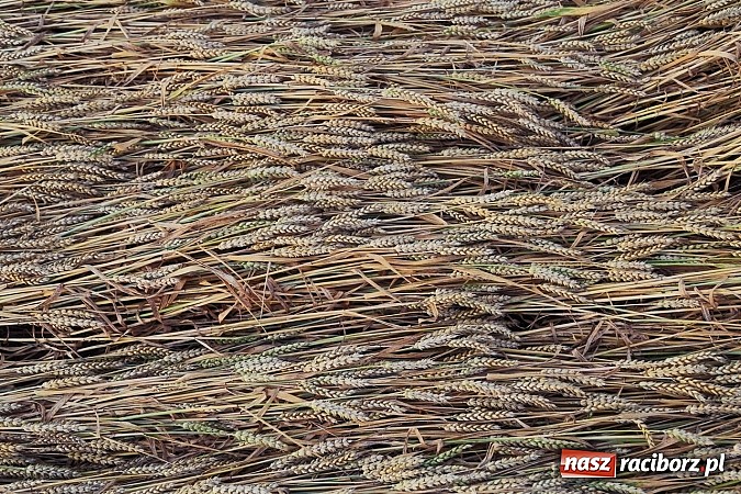 Zdjęcie w galerii na portalu naszraciborz.pl: Zobacz, jak pięknie zachodziło wczoraj słońce nad ocickimi polami wiadomości z regionu