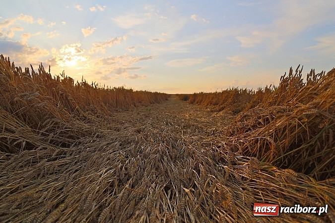 Zdjęcie w galerii na portalu naszraciborz.pl: Zobacz, jak pięknie zachodziło wczoraj słońce nad ocickimi polami wiadomości z regionu