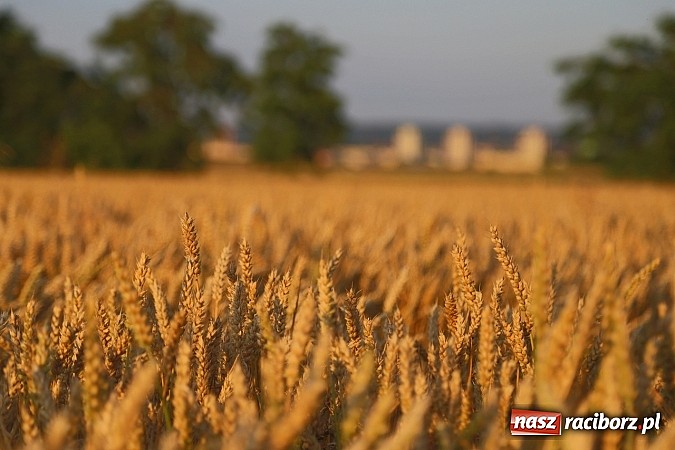 Zdjęcie w galerii na portalu naszraciborz.pl: Zobacz, jak pięknie zachodziło wczoraj słońce nad ocickimi polami wiadomości z regionu