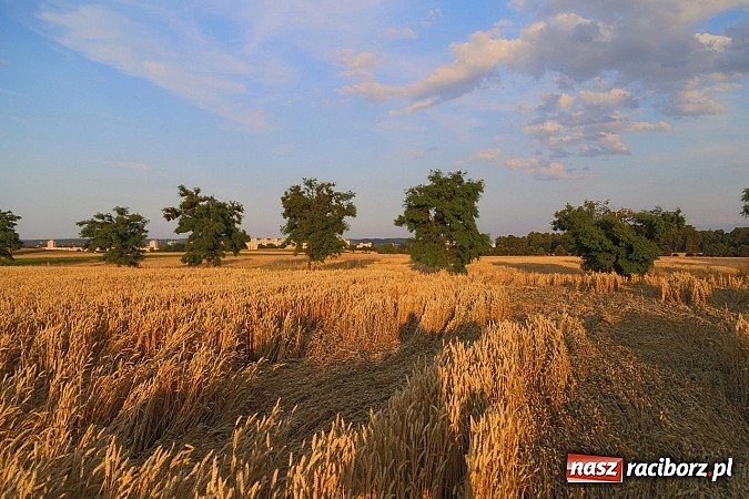 Zdjęcie w galerii na portalu naszraciborz.pl: Zobacz, jak pięknie zachodziło wczoraj słońce nad ocickimi polami wiadomości z regionu