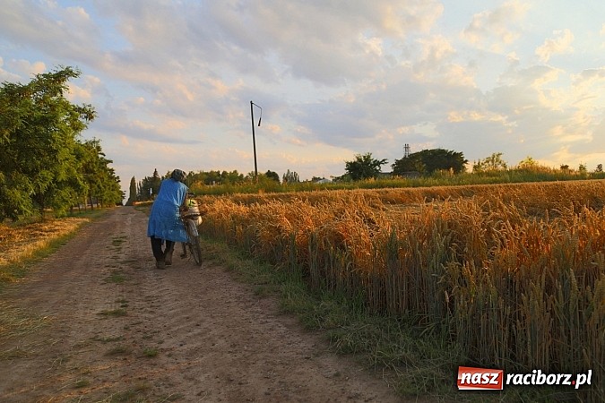 Zdjęcie w galerii na portalu naszraciborz.pl: Zobacz, jak pięknie zachodziło wczoraj słońce nad ocickimi polami wiadomości z regionu