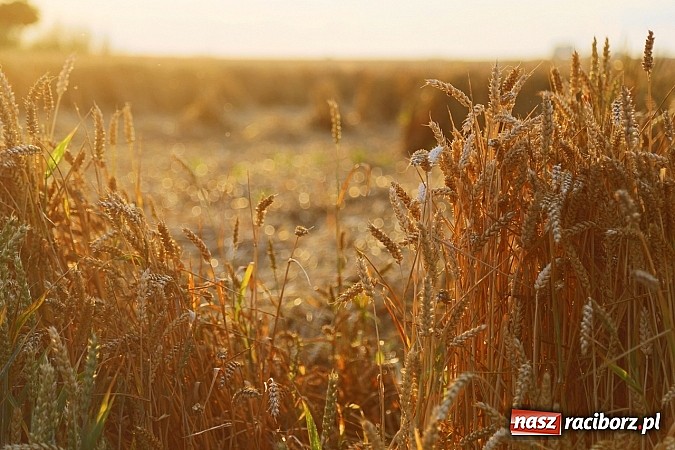 Zdjęcie w galerii na portalu naszraciborz.pl: Zobacz, jak pięknie zachodziło wczoraj słońce nad ocickimi polami wiadomości z regionu