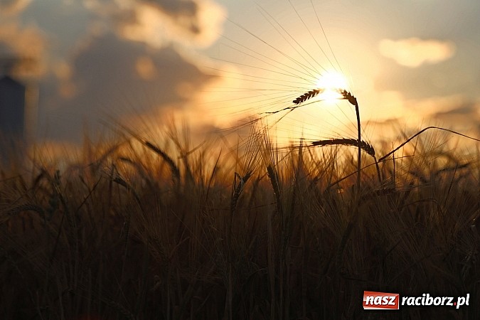 Zdjęcie w galerii na portalu naszraciborz.pl: Zobacz, jak pięknie zachodziło wczoraj słońce nad ocickimi polami wiadomości z regionu