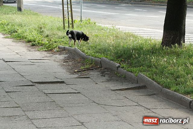 Zdjęcie w galerii na portalu naszraciborz.pl: Katowicka - siąść i płakać wiadomości z regionu