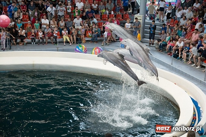 Zdjęcie w galerii na portalu naszraciborz.pl: Raciborzanie wrócili ze Złotych Piasków  wiadomości z regionu